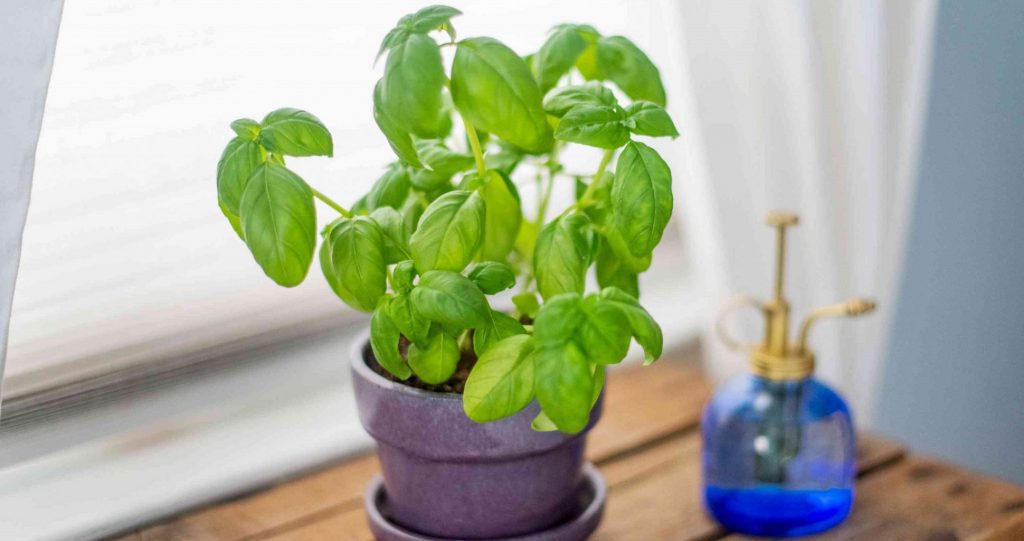How To Grow Basil Indoors?