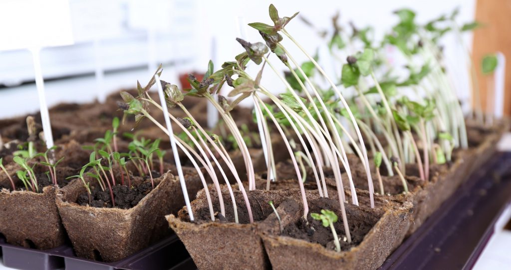 Best Seed Starting Tray Topsygardening