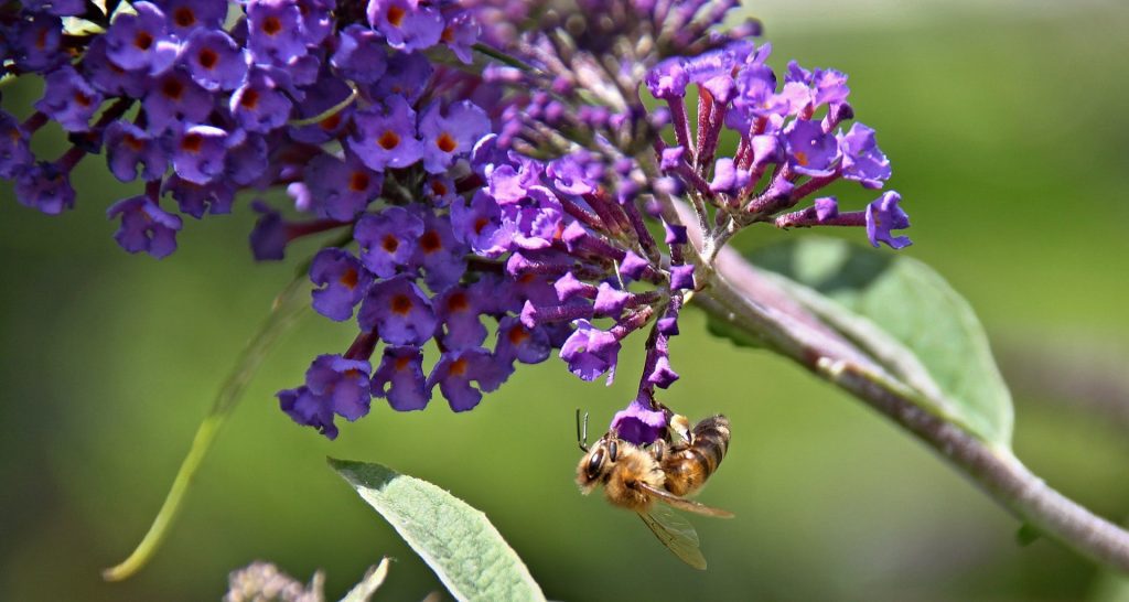 13 Plants That Attract Bees