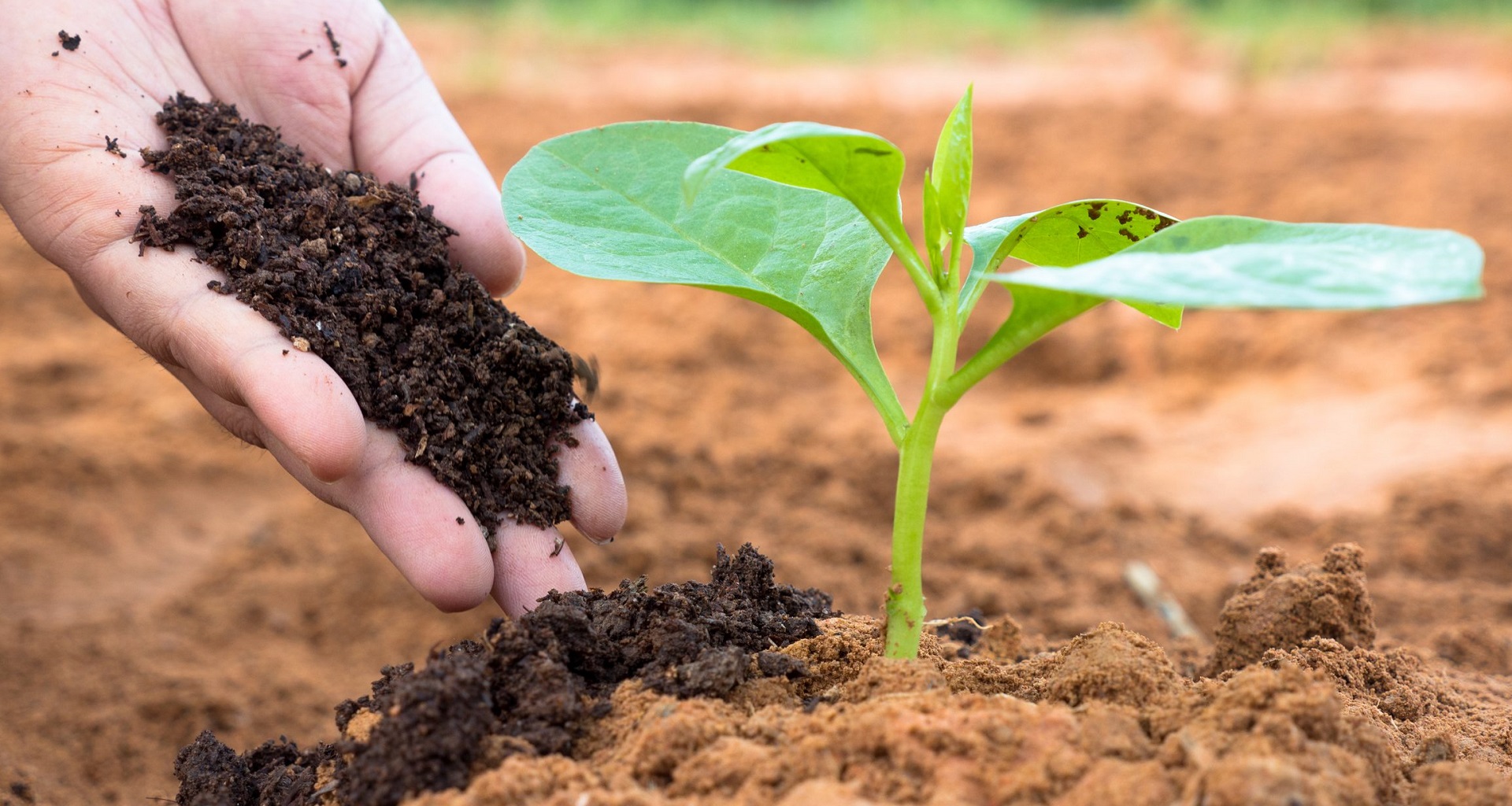 The Pros and Cons Of Organic Fertilizer