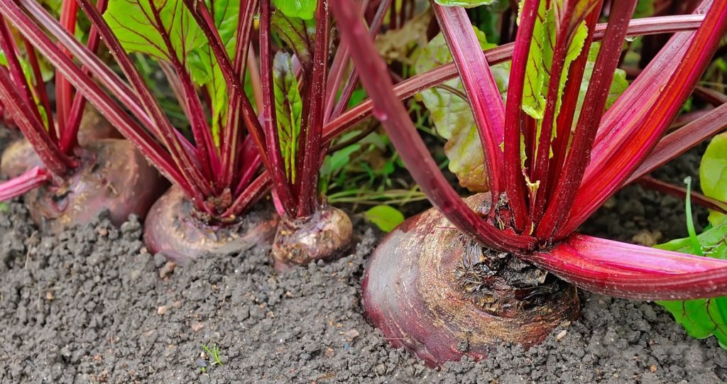 Guide To Growing Beets