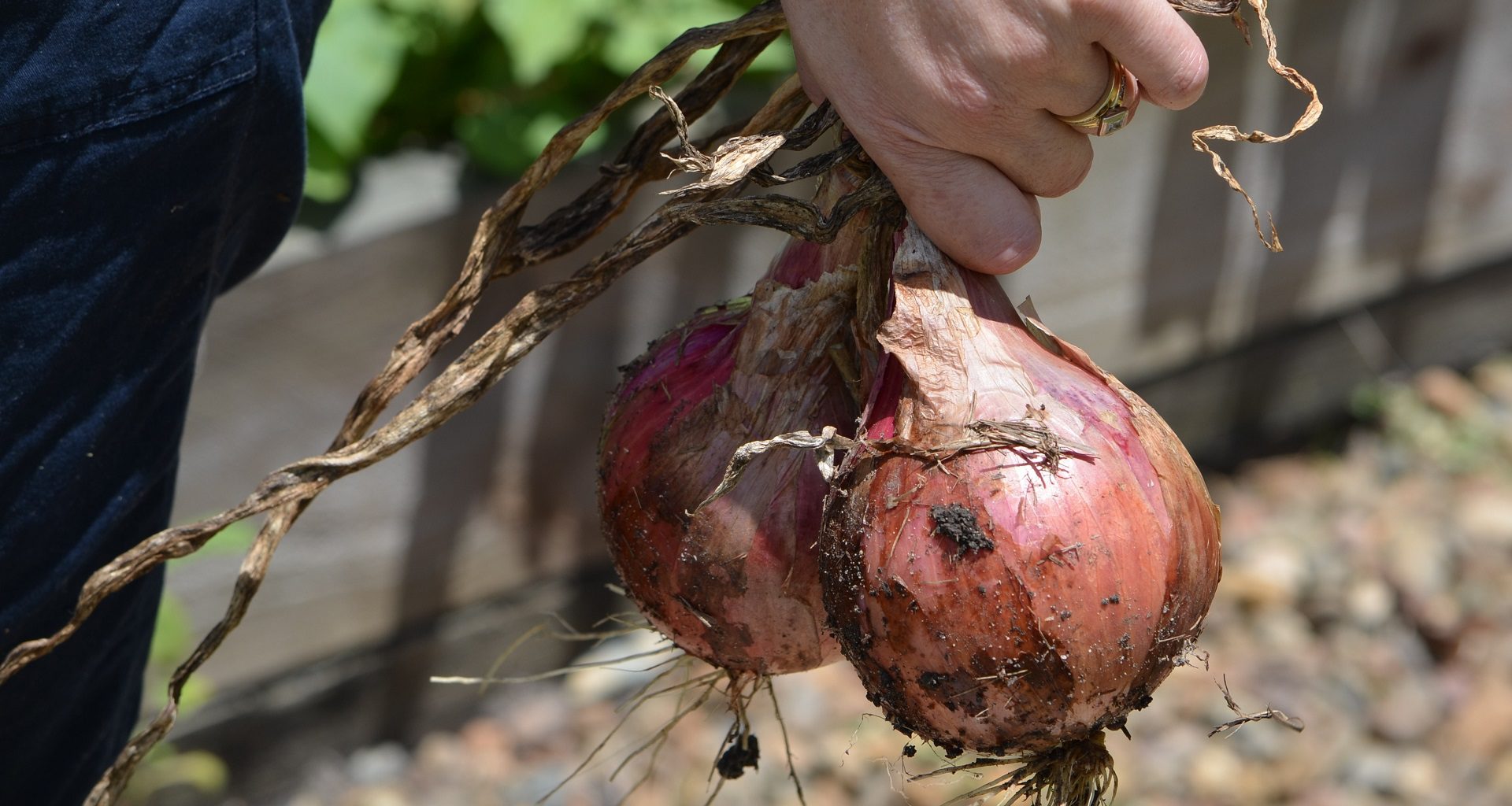 Harvesting Onions The Proper Way