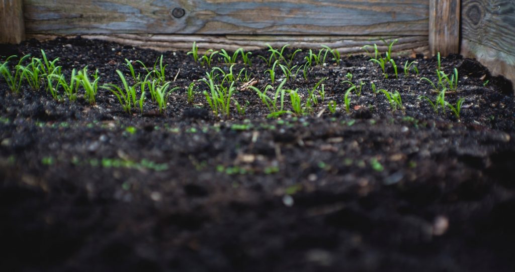 Best Raised Garden Bed Soil